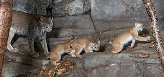 Illustration for article titled ZOMG CANADIAN LYNX TRIPLETS!!! C'EST MIGNON!!!